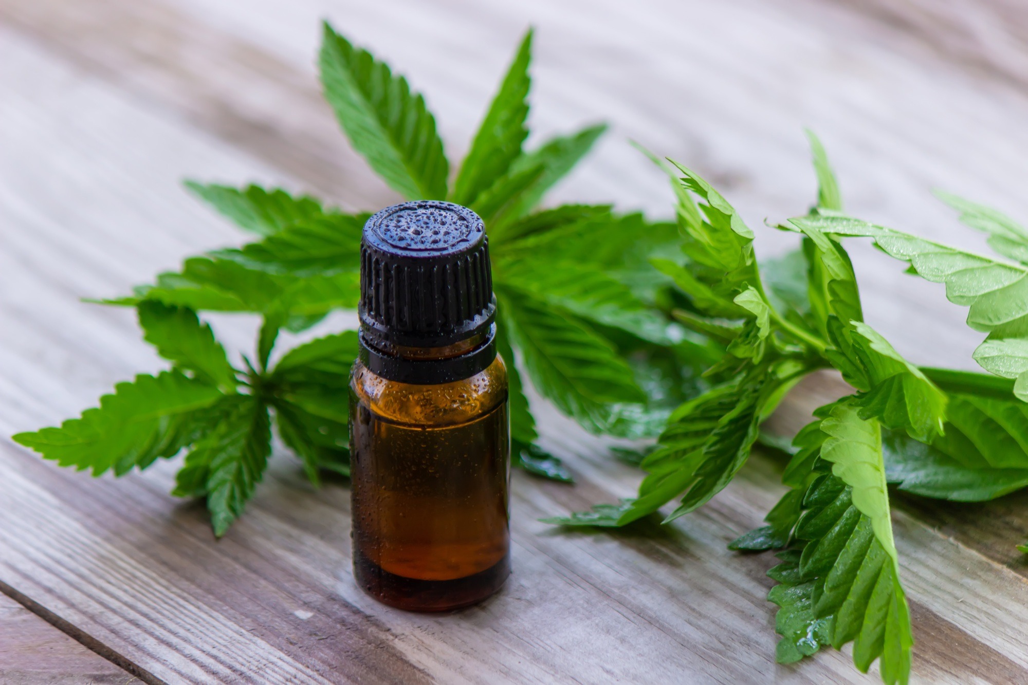 hemp oil. fresh cannabis leaves. Jars of cannabis oil.